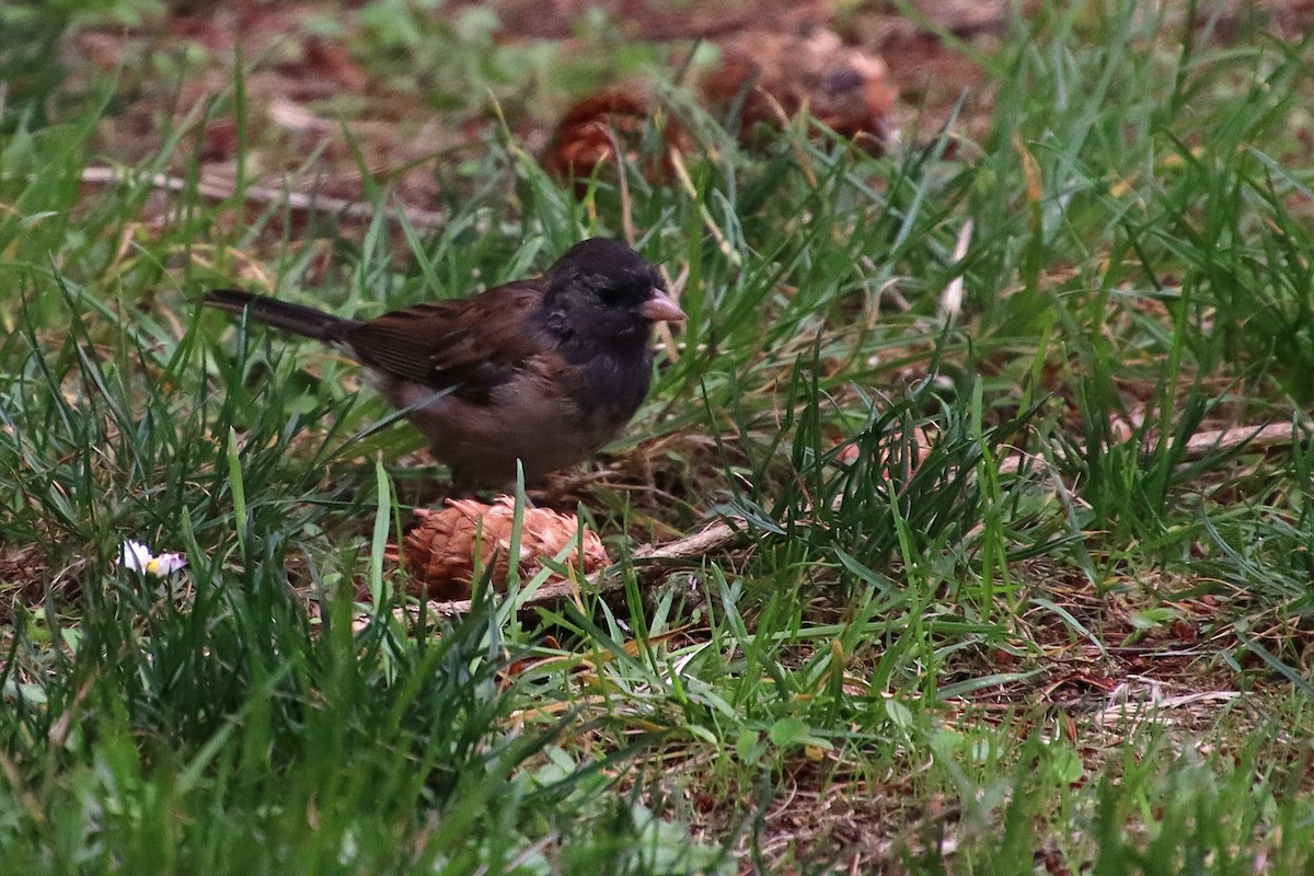 Dark-eyed Junco (Oregon) - ML623299940