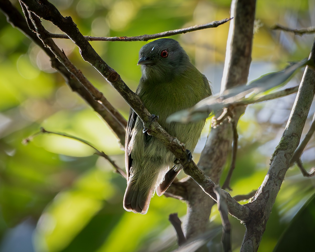 White-crowned Manakin - ML623299943