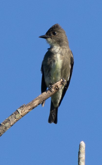 Olive-sided Flycatcher - ML623299949