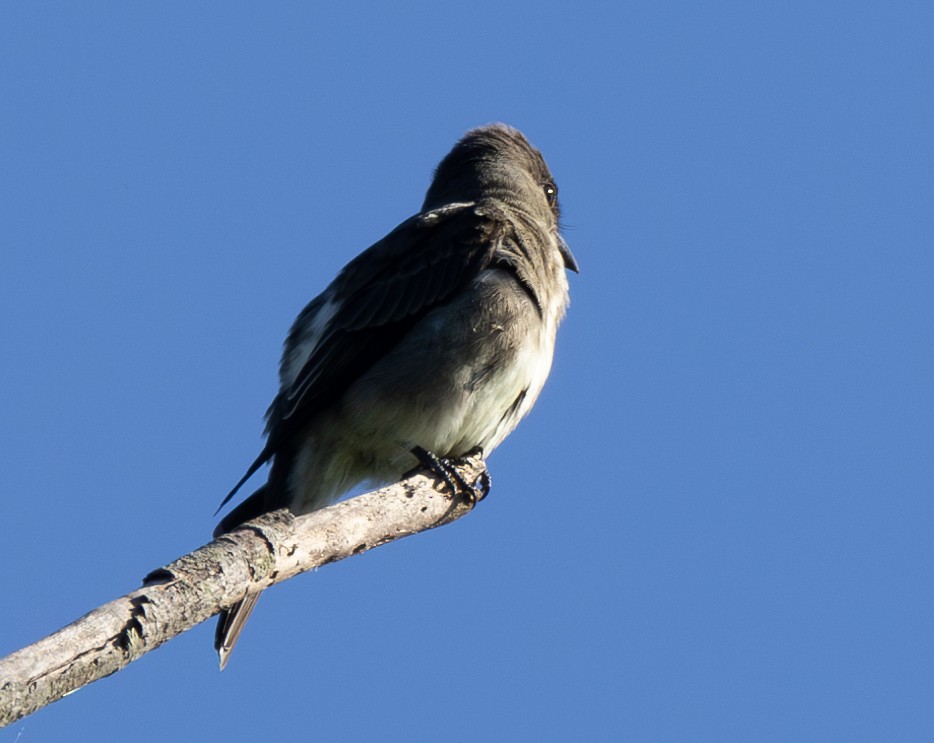 Olive-sided Flycatcher - ML623299951