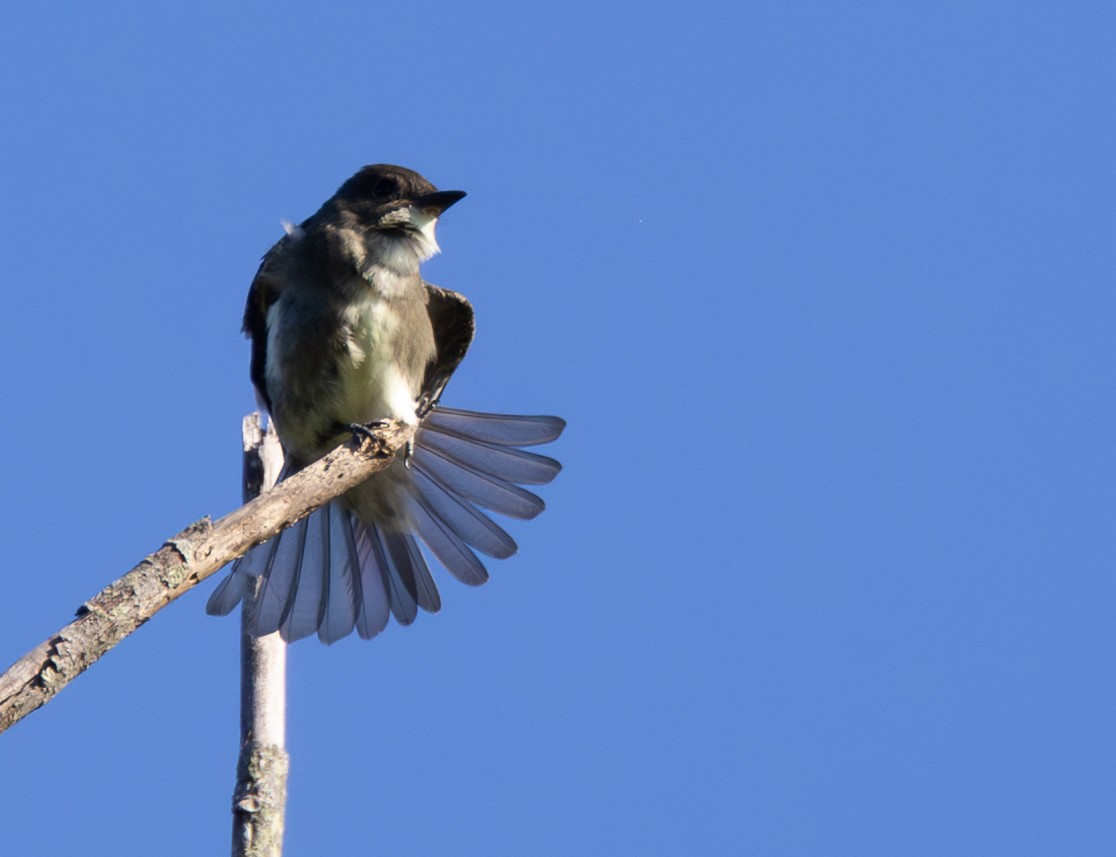 Olive-sided Flycatcher - ML623299954