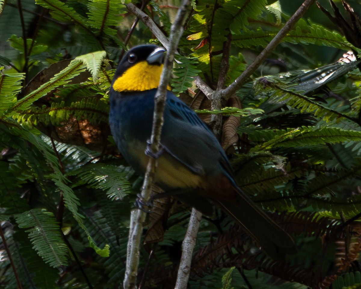 Purplish-mantled Tanager - ML623299966