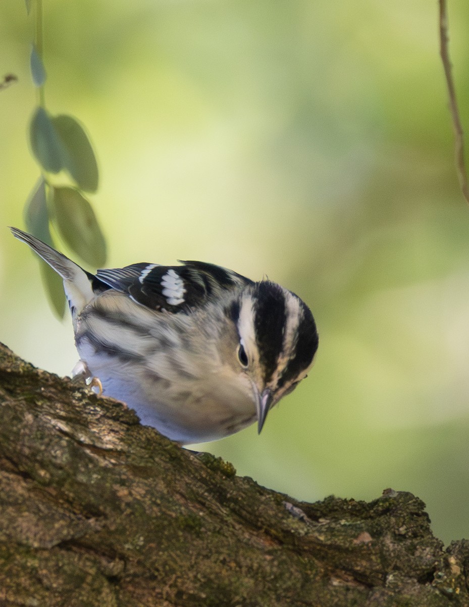 Black-and-white Warbler - ML623299983