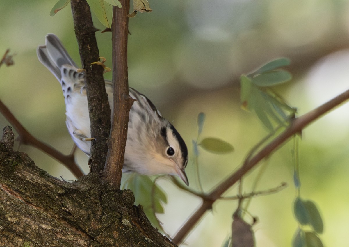 Black-and-white Warbler - ML623299984