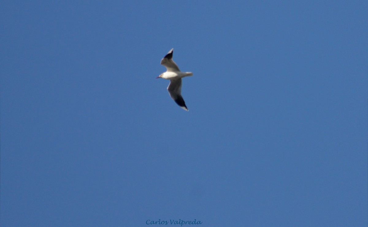 Gray-hooded Gull - Carlos Valpreda