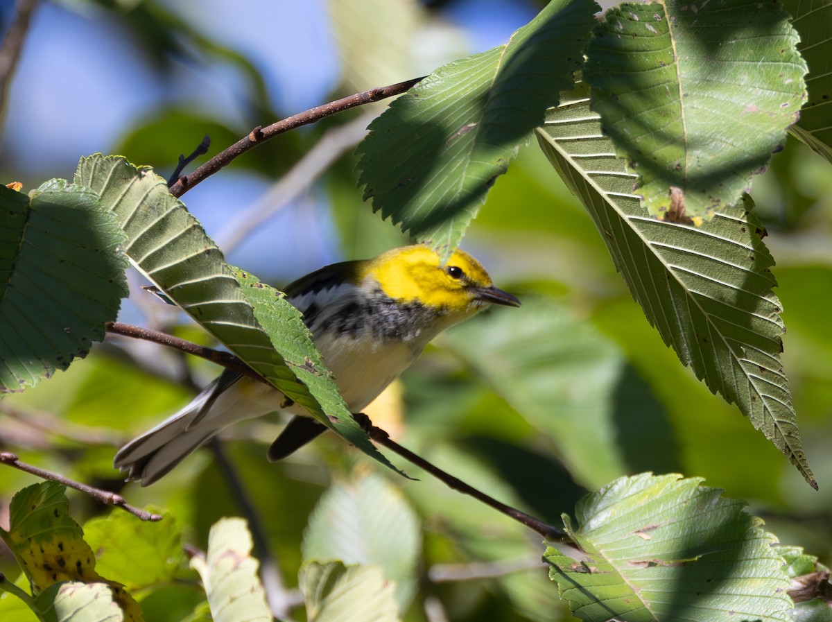 Black-throated Green Warbler - ML623299997