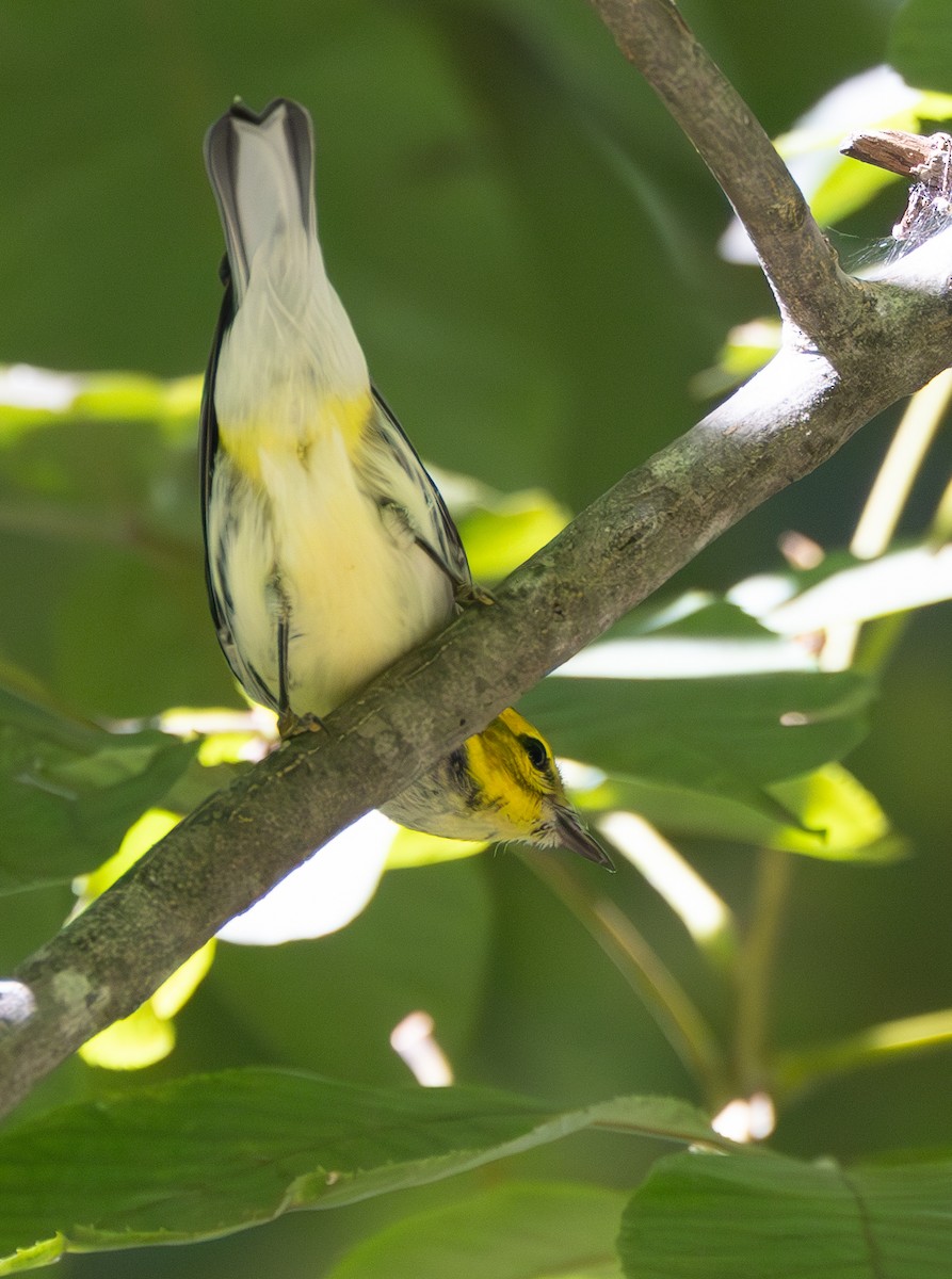 Black-throated Green Warbler - Bryan Henson