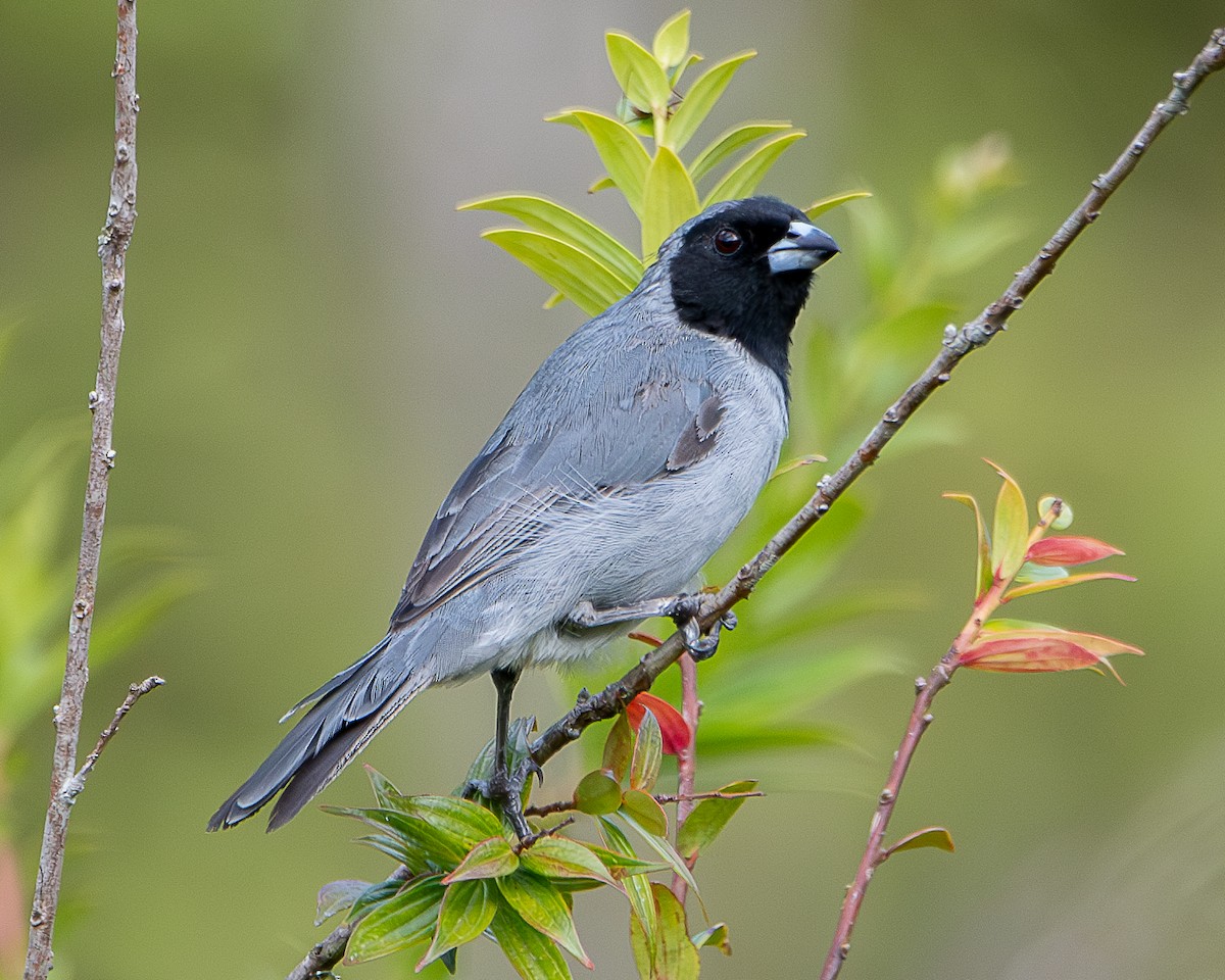 Black-faced Tanager - ML623300035