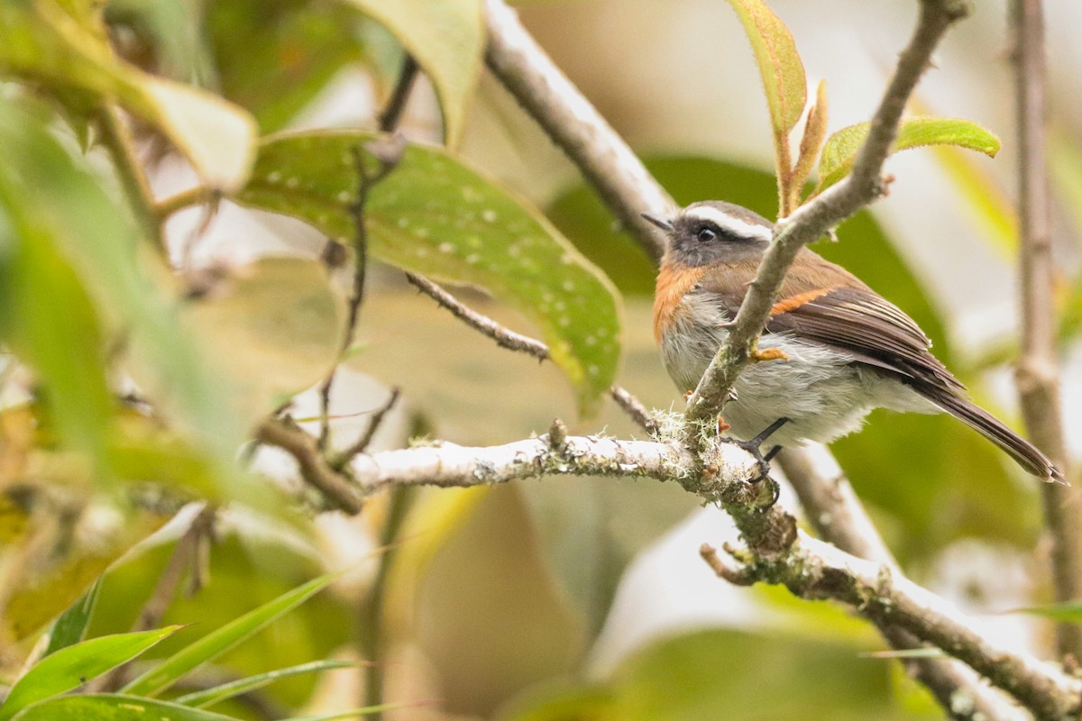 Rufous-breasted Chat-Tyrant - ML623300039