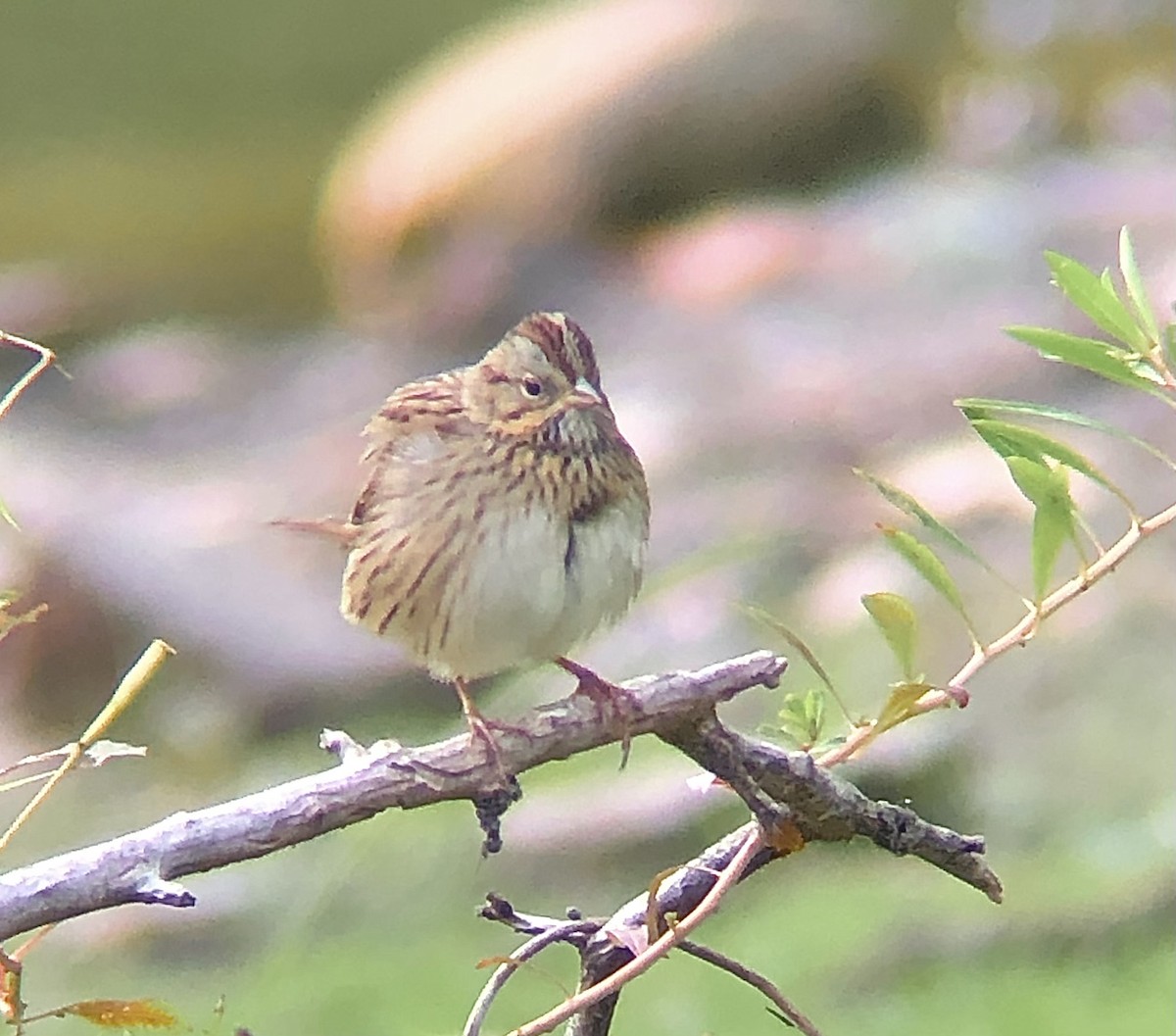 Lincoln's Sparrow - ML623300043