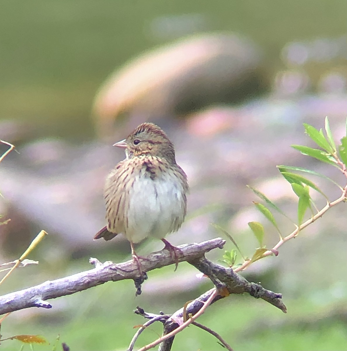 Lincoln's Sparrow - ML623300044