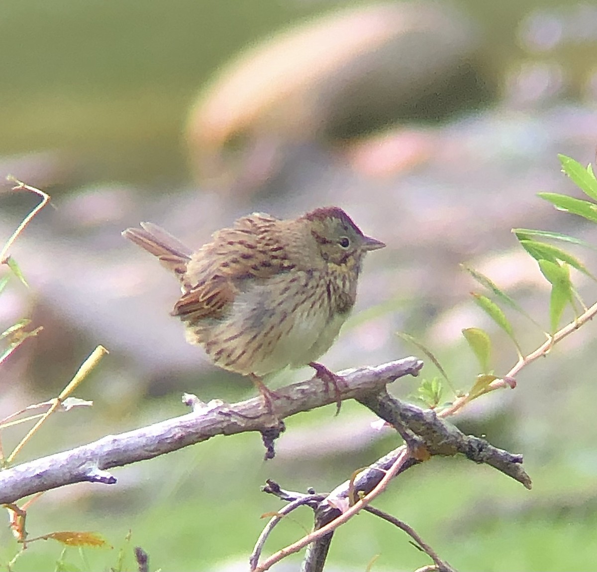 Lincoln's Sparrow - ML623300045