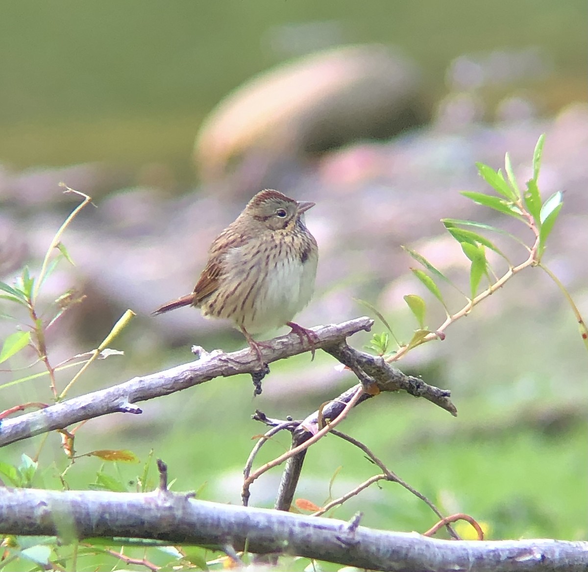 Lincoln's Sparrow - ML623300046