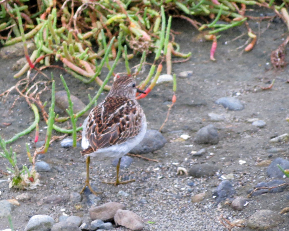 Least Sandpiper - ML623300088