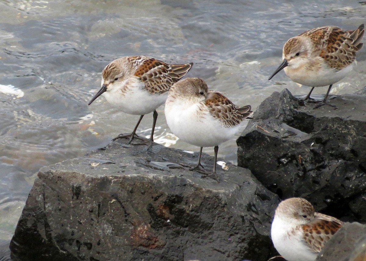 Western/Semipalmated Sandpiper - ML623300101