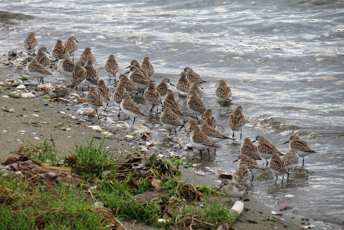 Western/Semipalmated Sandpiper - ML623300102