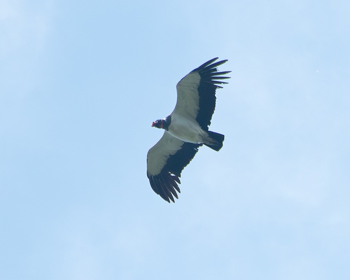 King Vulture - ML623300117