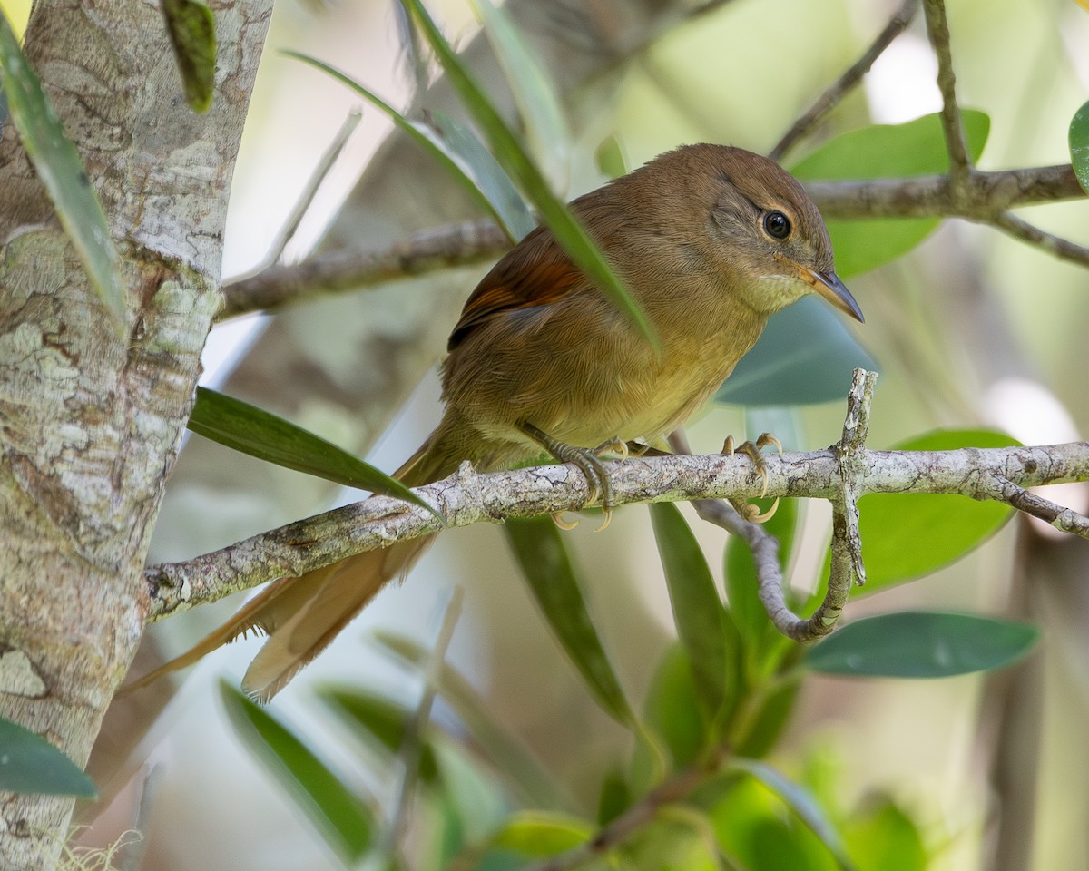 Pale-breasted Spinetail - Jhan C. Carrillo-Restrepo