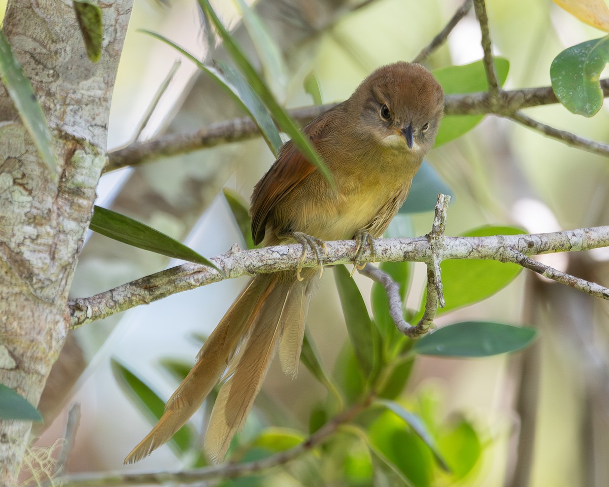 Pale-breasted Spinetail - ML623300121