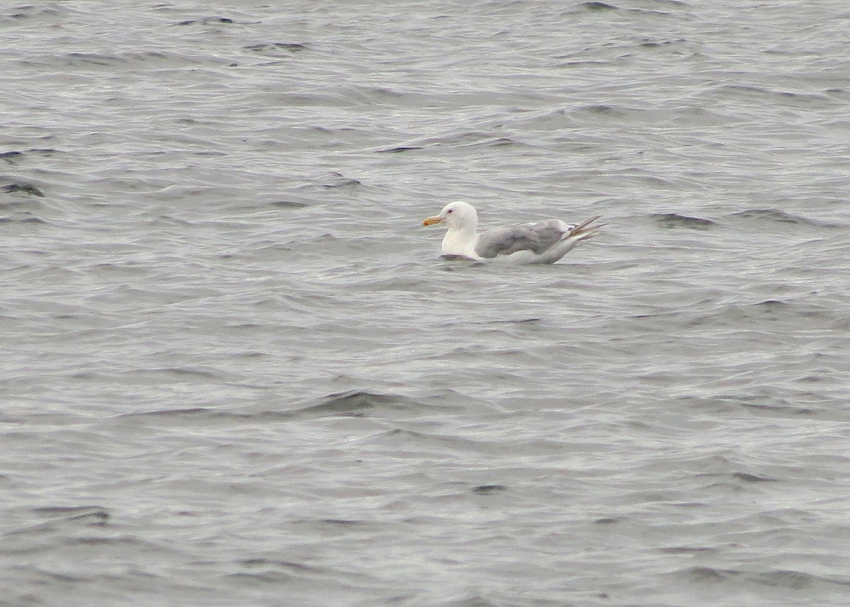 Western/Glaucous-winged Gull - ML623300123