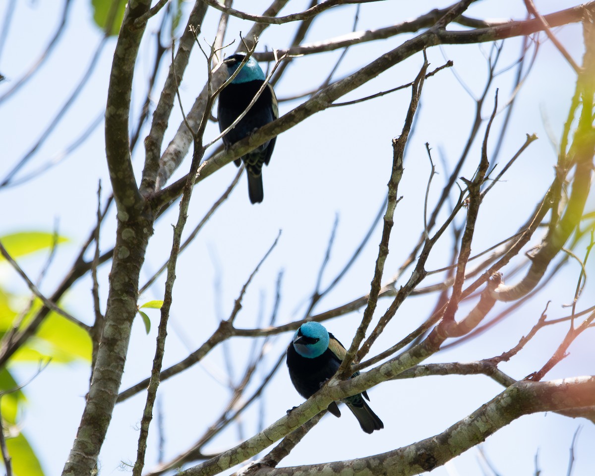 Blue-necked Tanager - ML623300133