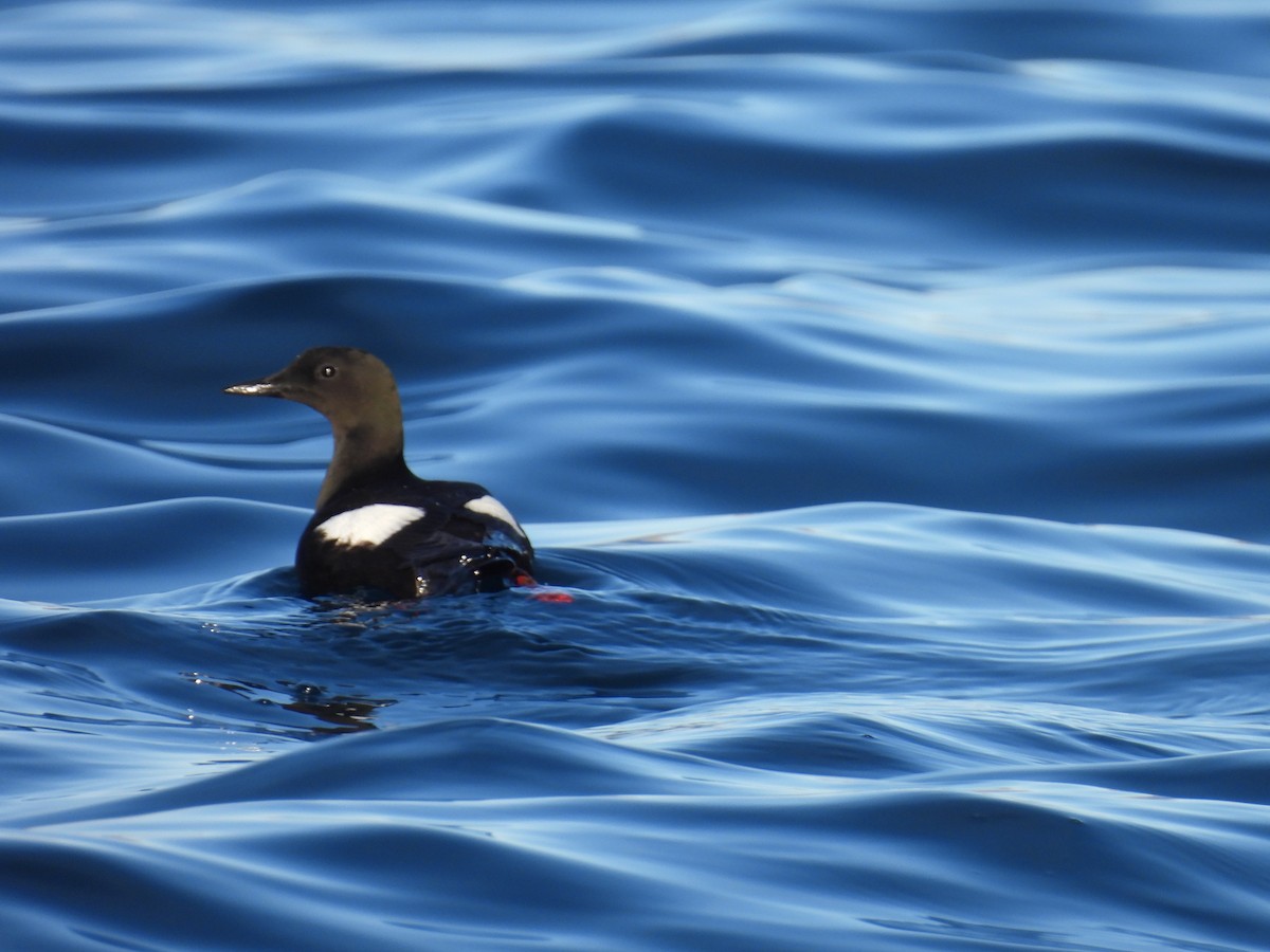 Black Guillemot - ML623300134