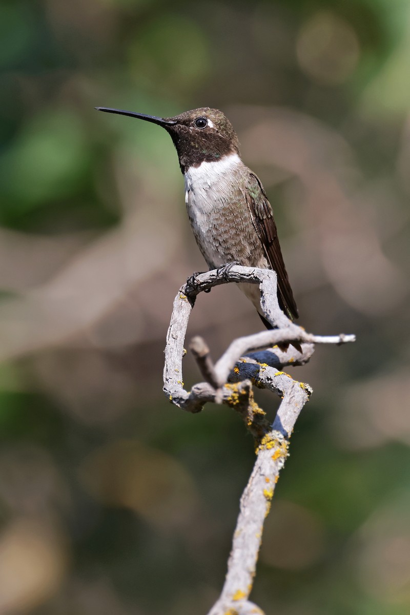 Black-chinned Hummingbird - ML623300150