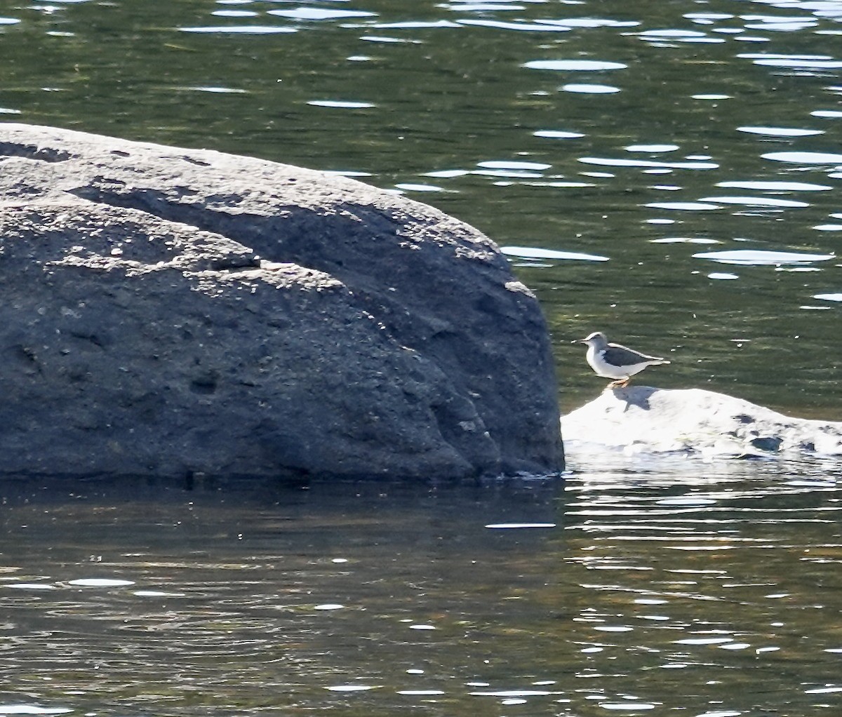 Spotted Sandpiper - ML623300181