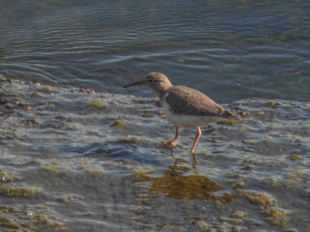 Spotted Sandpiper - ML623300185