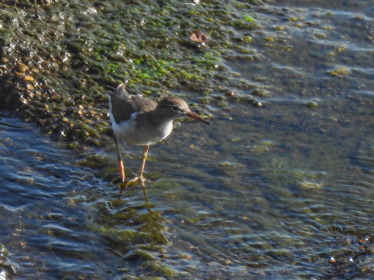 Spotted Sandpiper - ML623300186