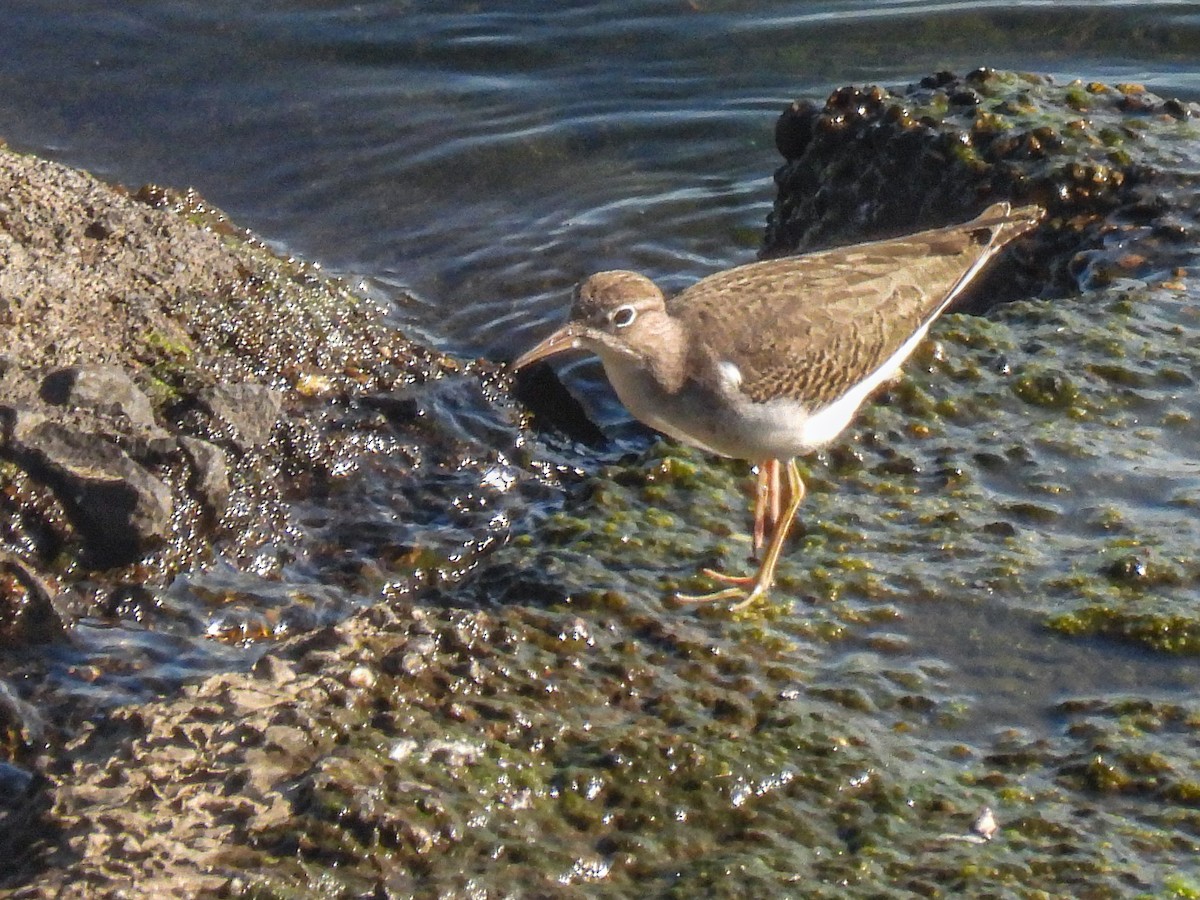 Spotted Sandpiper - ML623300187