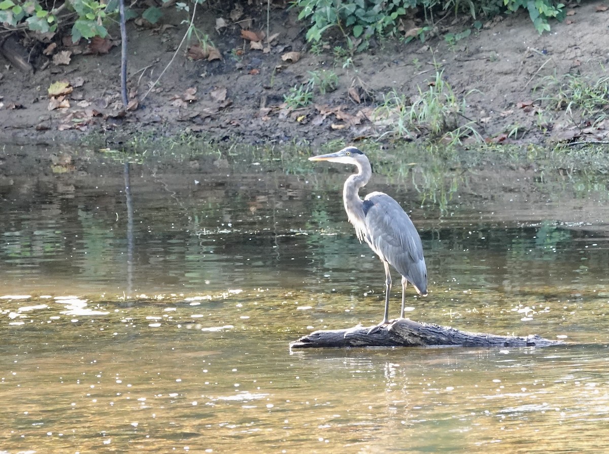 Great Blue Heron - ML623300194