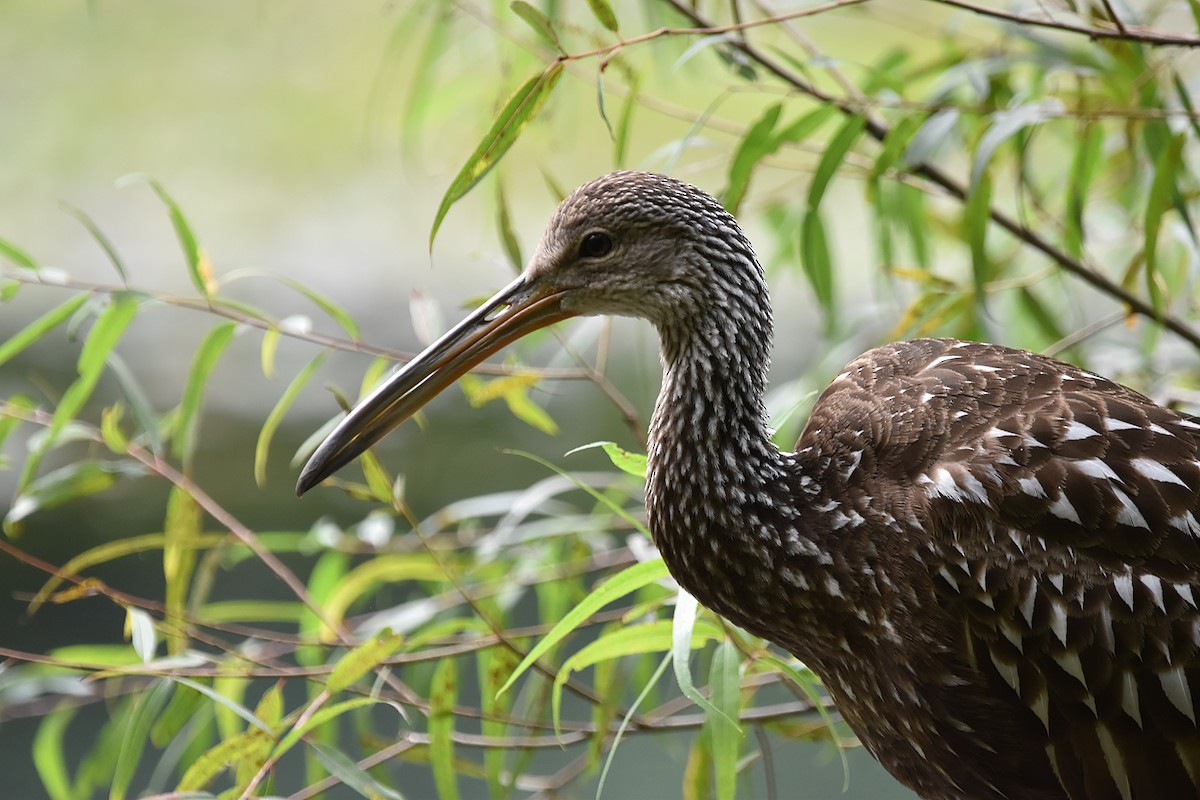 Limpkin - Kendell Loyd