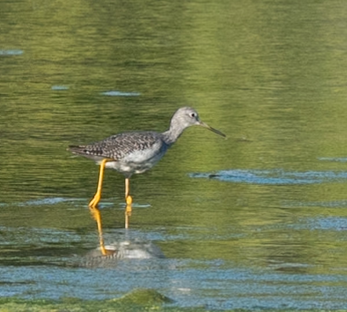 Пёстрый улит - ML623300205