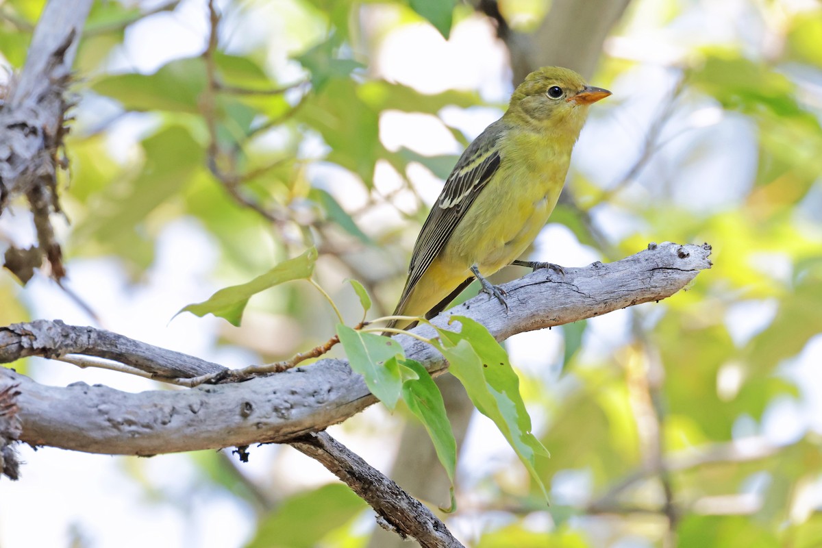 Western Tanager - ML623300215