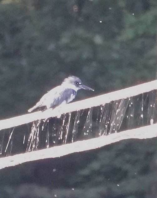 Belted Kingfisher - ML623300234