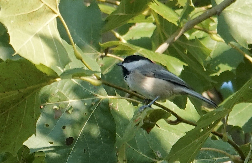 Carolina Chickadee - ML623300262