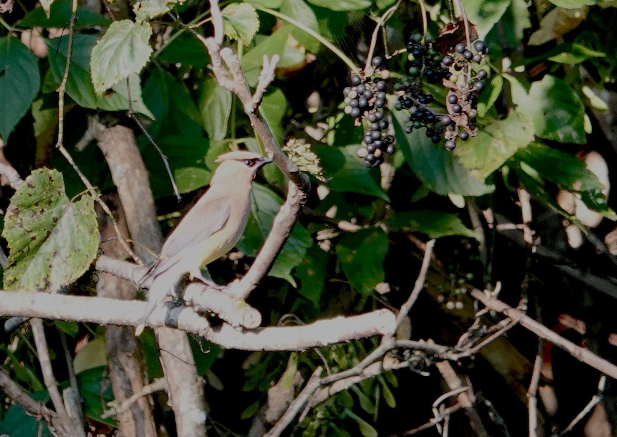 Cedar Waxwing - ML623300268