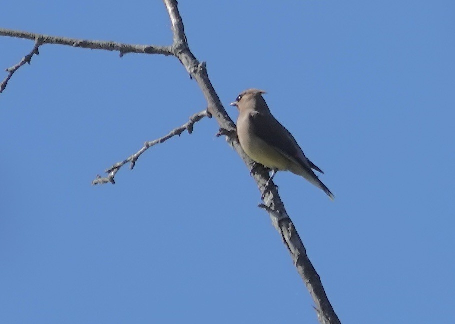 Cedar Waxwing - ML623300269