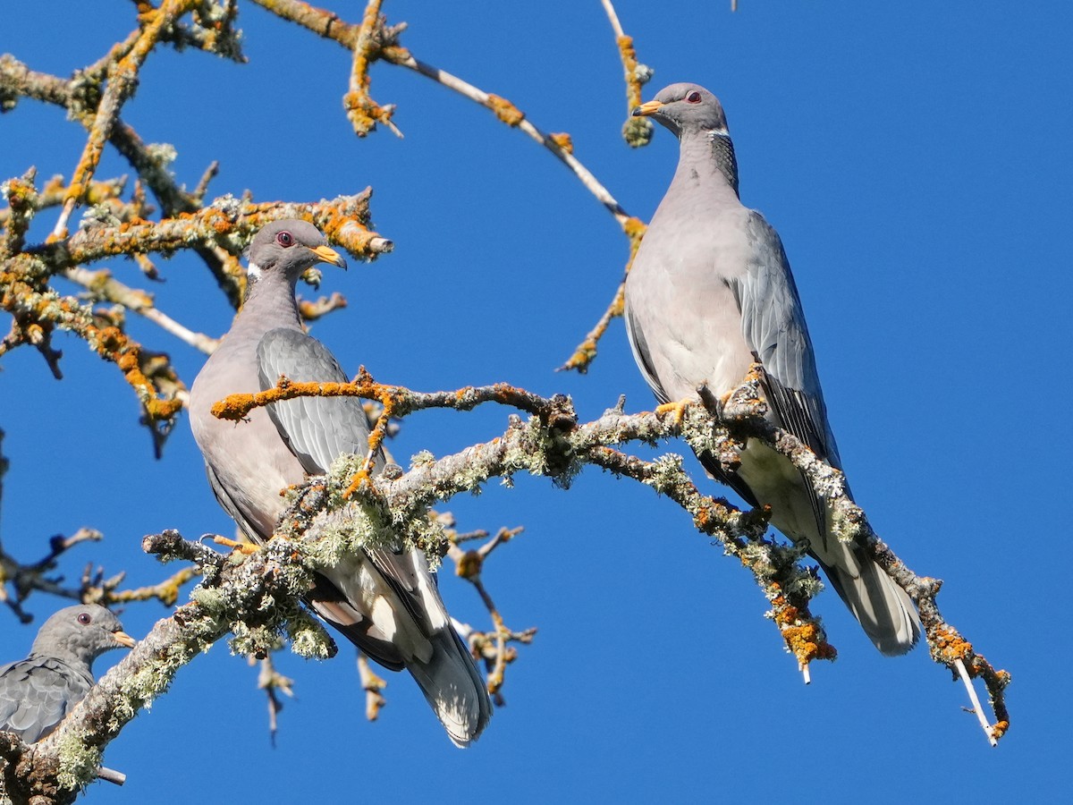 Band-tailed Pigeon - ML623300283