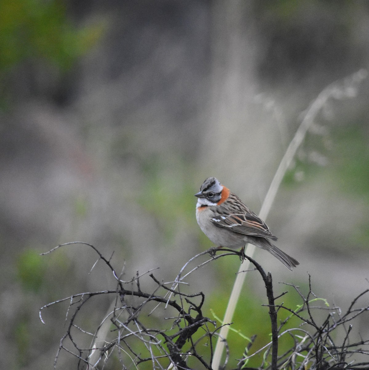 Rufous-collared Sparrow - ML623300304