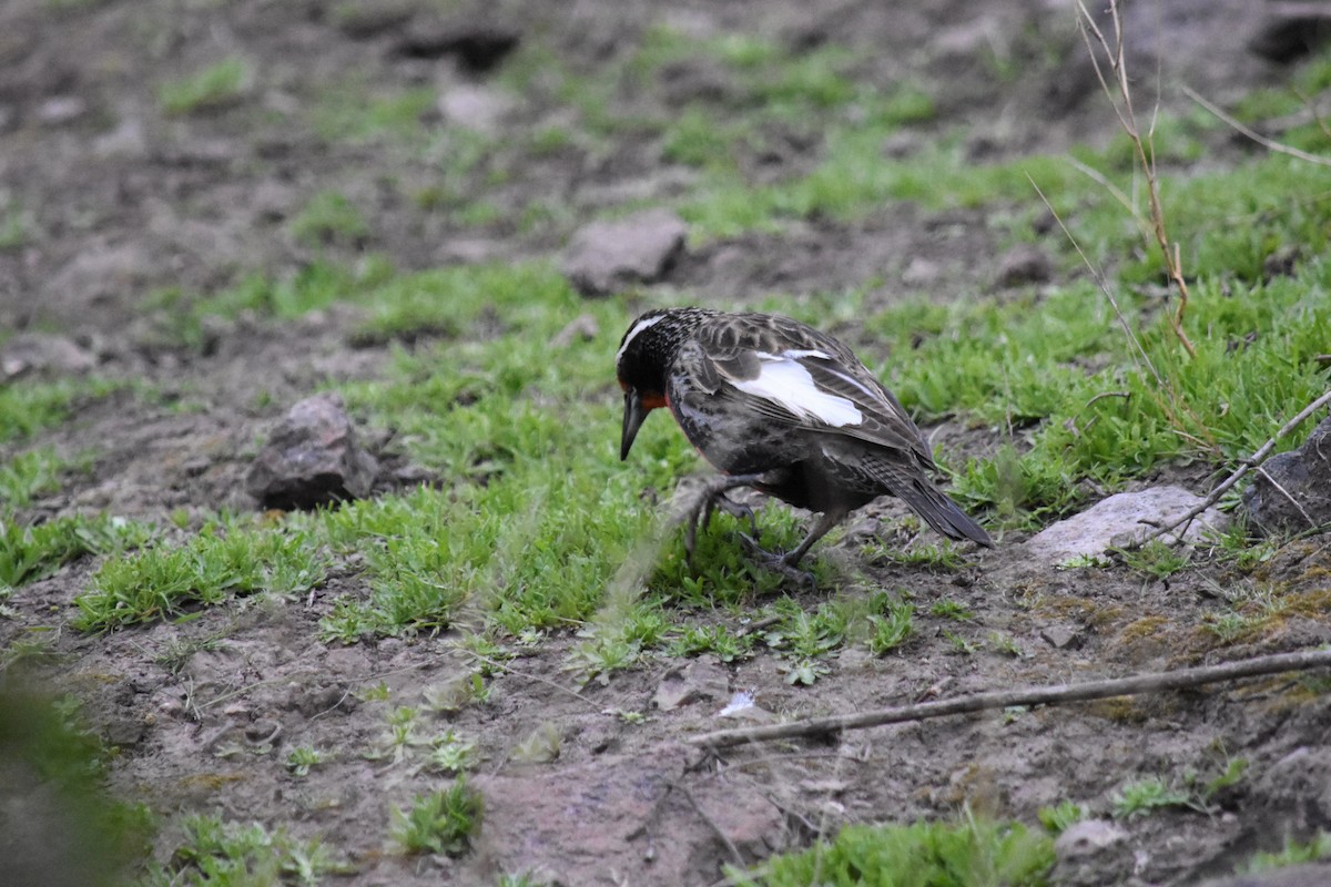Long-tailed Meadowlark - ML623300317