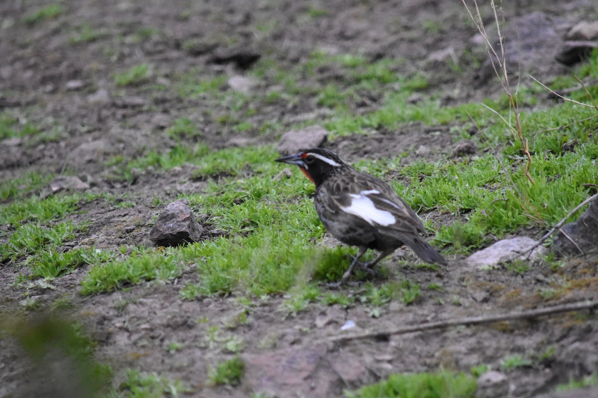 Long-tailed Meadowlark - ML623300318