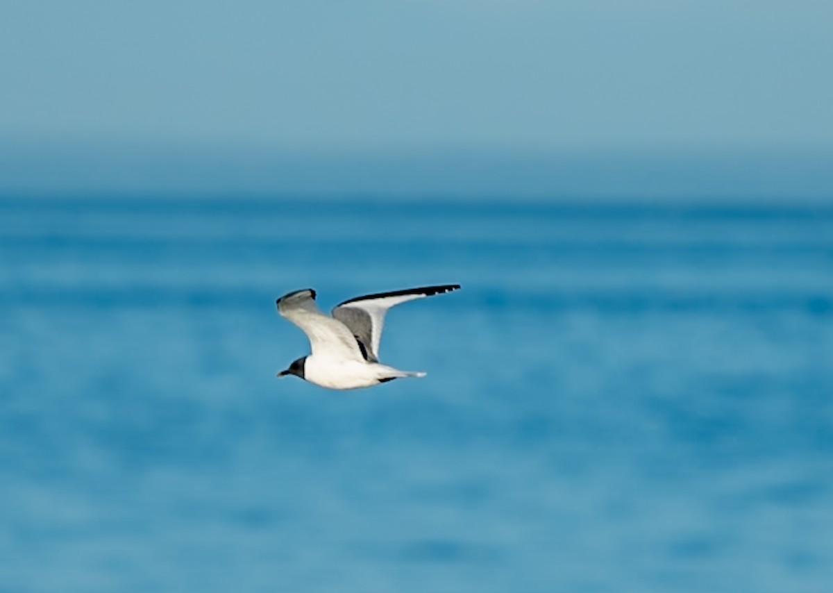 Sabine's Gull - ML623300319