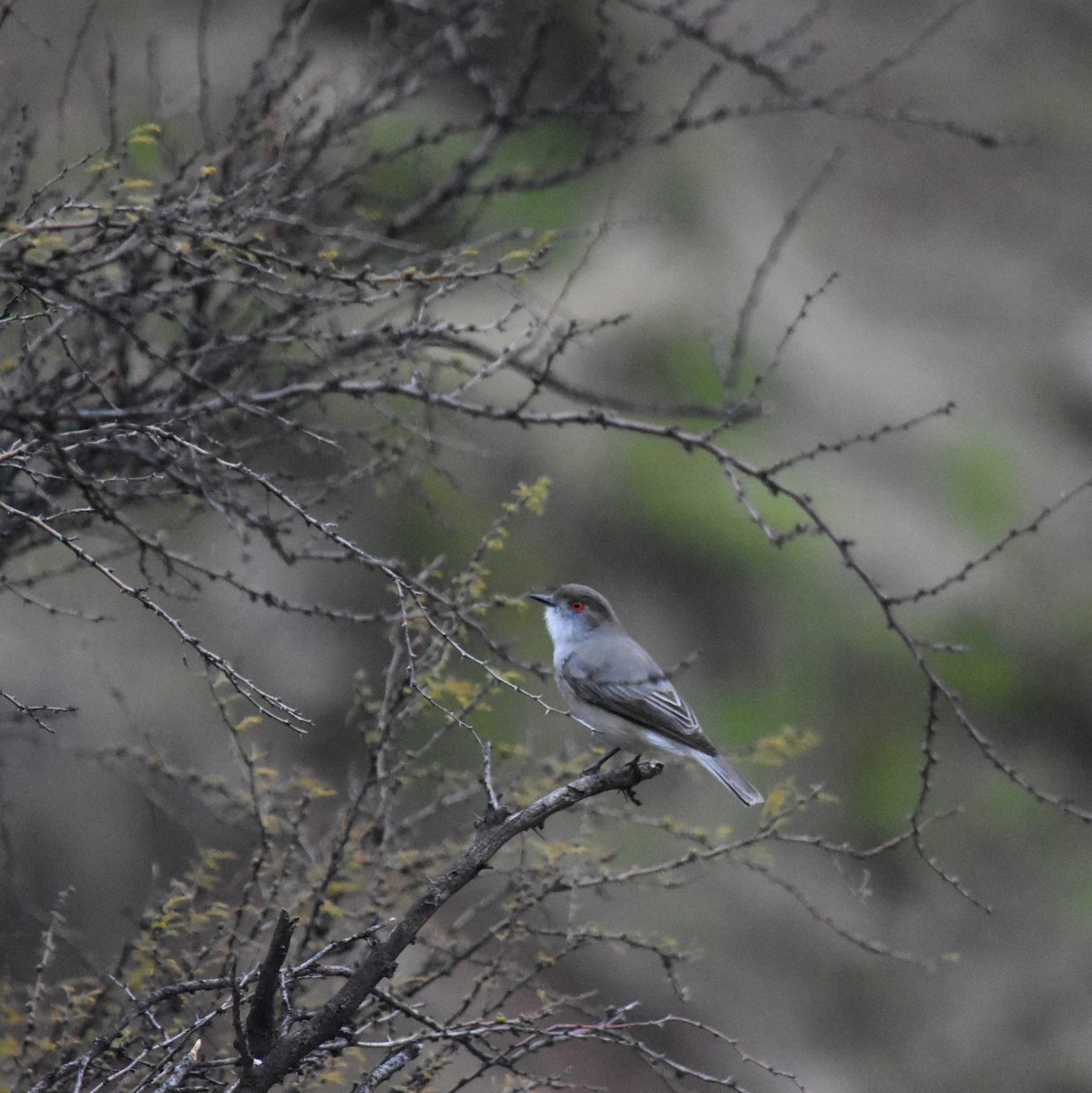 Fire-eyed Diucon - ML623300323