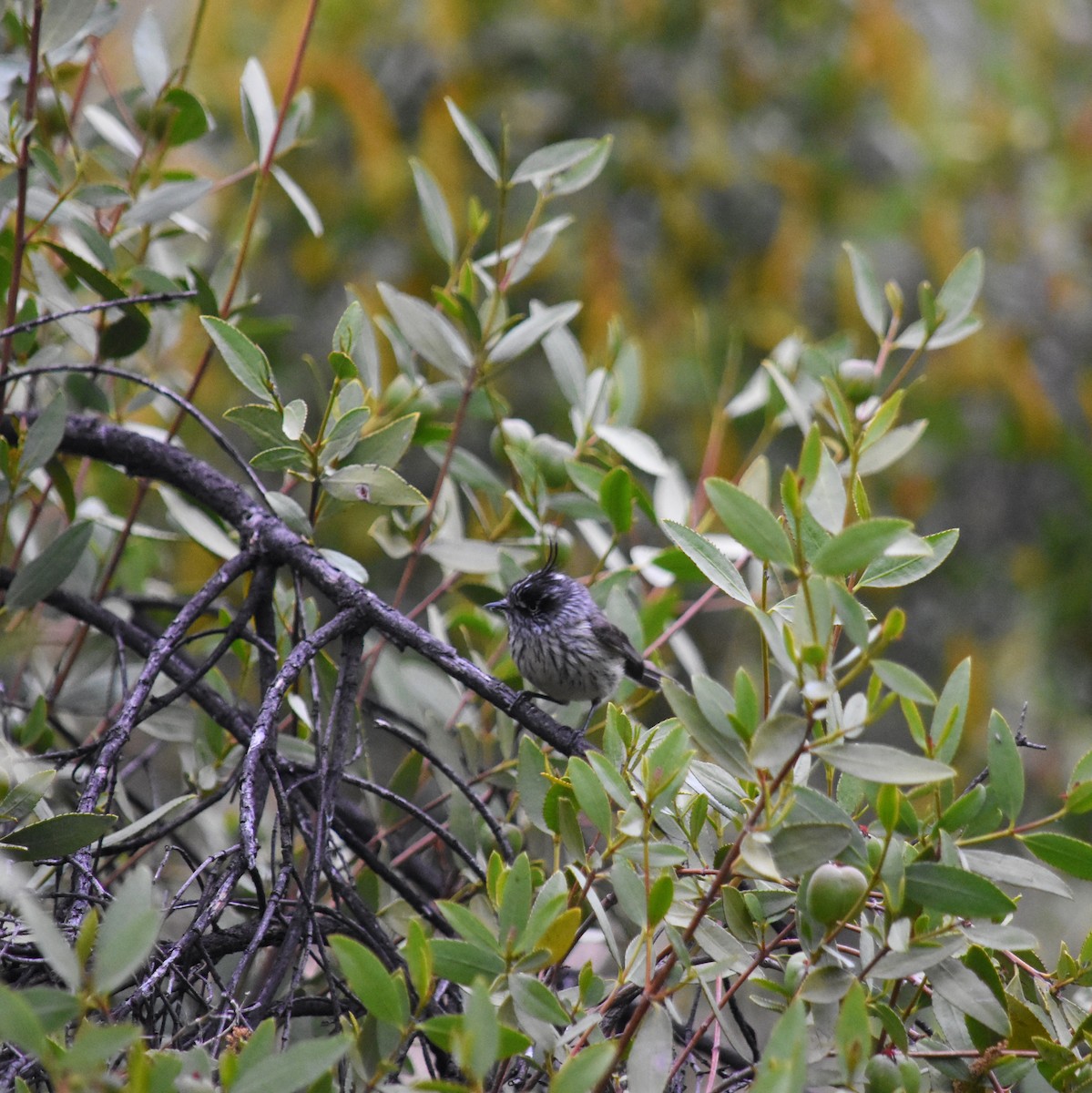 Tufted Tit-Tyrant - ML623300324