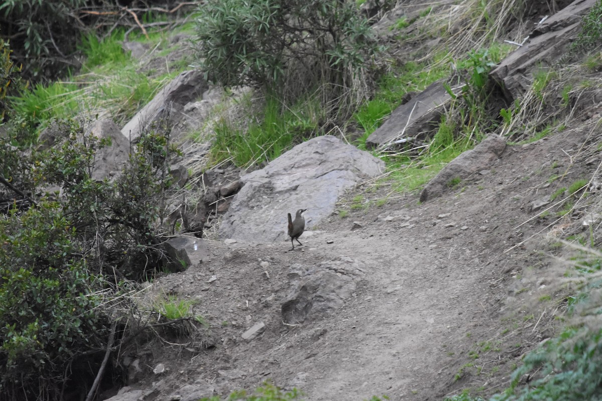 Moustached Turca - ML623300328