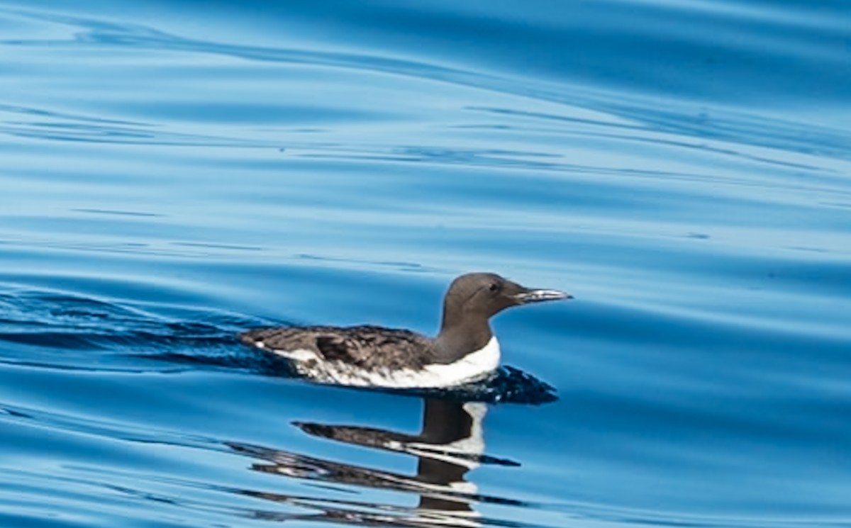 Common Murre - ML623300349