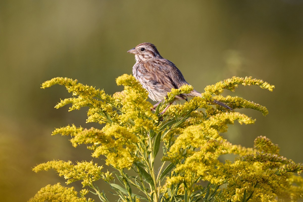 Song Sparrow - Michael Yablick