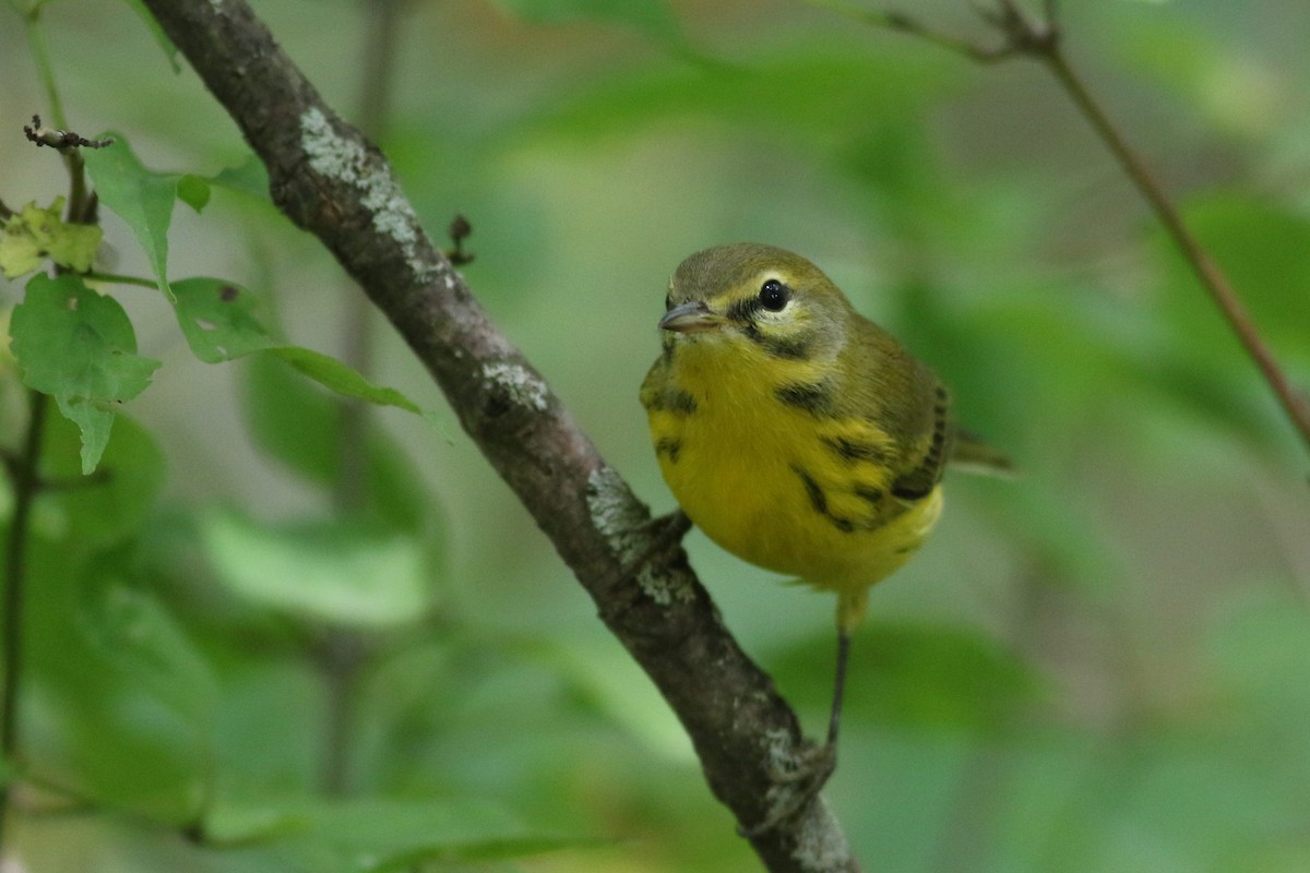 Prairie Warbler - David Bailey